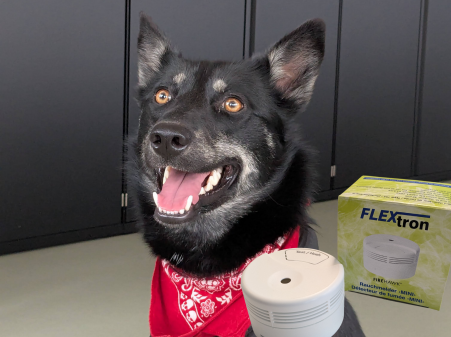 Wachhund an der Decke